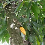 Natuba Eco Suites