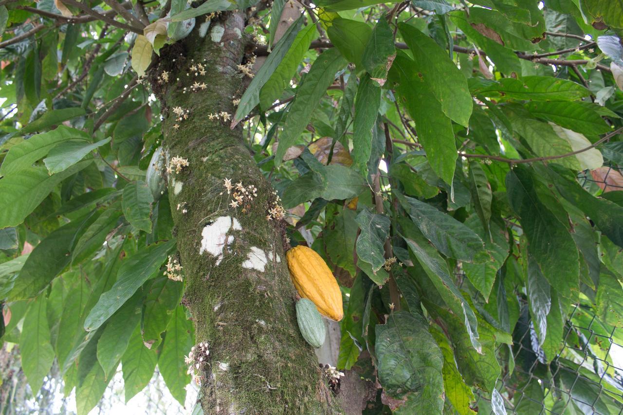 Acomodação com café da manhã  Natuba Eco Suites